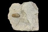 Mississippian Trilobite (Ameropiltonia) - Missouri #78000-1